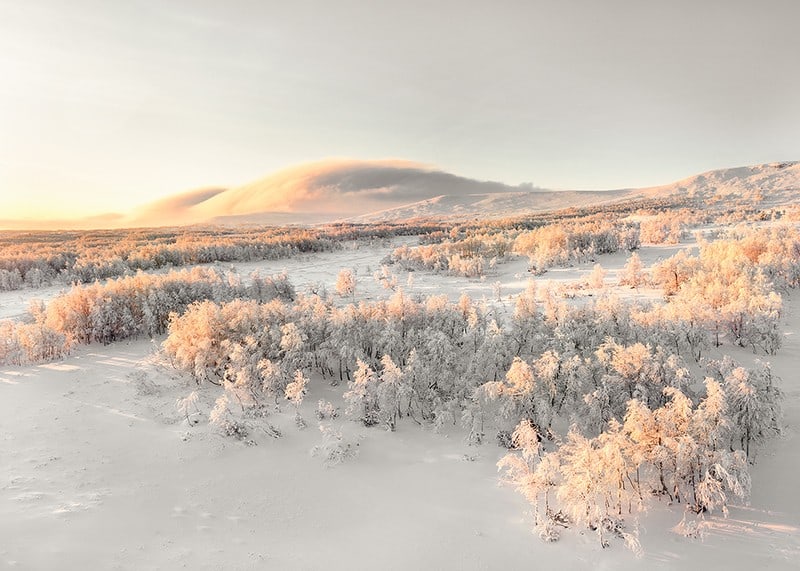 A frosty landscape is bathed in soft morning light, where the stillness of winter and the beauty of nature meet in harmony-12
