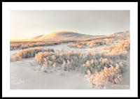 A frosty landscape is bathed in soft morning light, where the stillness of winter and the beauty of nature meet in harmony-0