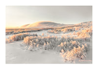 A frosty landscape is bathed in soft morning light, where the stillness of winter and the beauty of nature meet in harmony-1