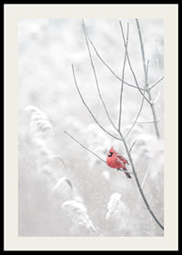 A bright red cardinal sits on a branch in a snow-covered landscape, creating a beautiful contrast against the still white of winter.-2