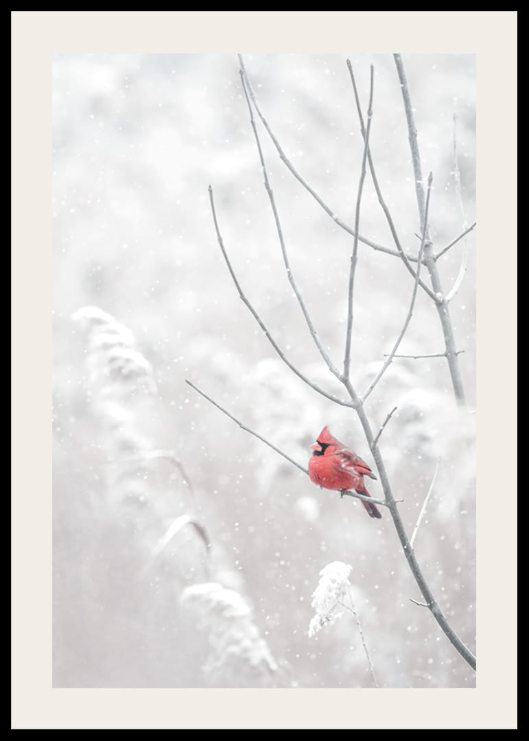 Spilgti sarkans kardināls sēž uz zara sniegotā ainavā, radot skaistu kontrastu pret ziemas joprojām balto.-12