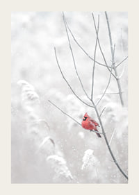 A bright red cardinal sits on a branch in a snow-covered landscape, creating a beautiful contrast against the still white of winter.-3