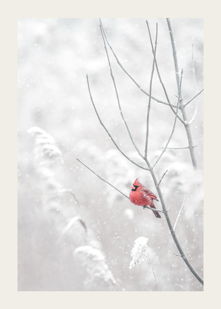 A bright red cardinal sits on a branch in a snow-covered landscape, creating a beautiful contrast against the still white of winter.-12
