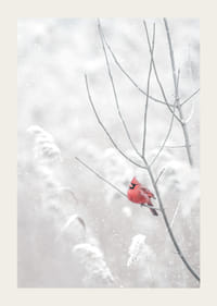 Spilgti sarkans kardināls sēž uz zara sniegotā ainavā, radot skaistu kontrastu pret ziemas joprojām balto.-3