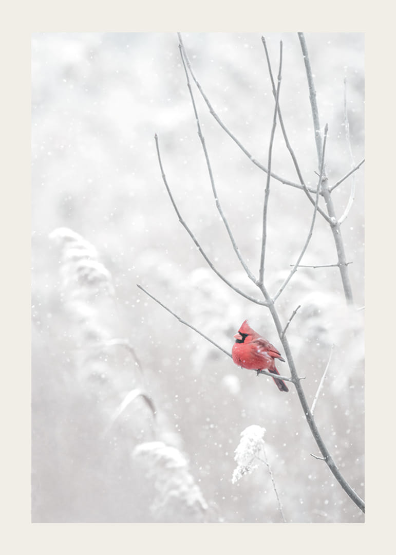 Spilgti sarkans kardināls sēž uz zara sniegotā ainavā, radot skaistu kontrastu pret ziemas joprojām balto.-12