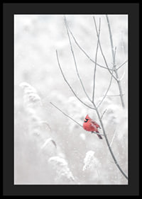 A bright red cardinal sits on a branch in a snow-covered landscape, creating a beautiful contrast against the still white of winter.-4