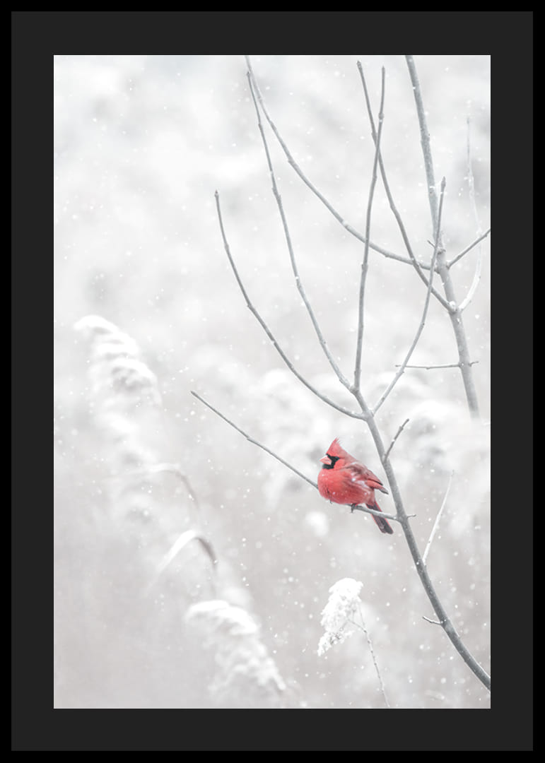 Spilgti sarkans kardināls sēž uz zara sniegotā ainavā, radot skaistu kontrastu pret ziemas joprojām balto.-12