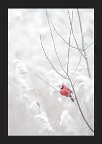 A bright red cardinal sits on a branch in a snow-covered landscape, creating a beautiful contrast against the still white of winter.-5