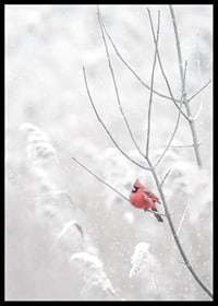 A bright red cardinal sits on a branch in a snow-covered landscape, creating a beautiful contrast against the still white of winter.-6