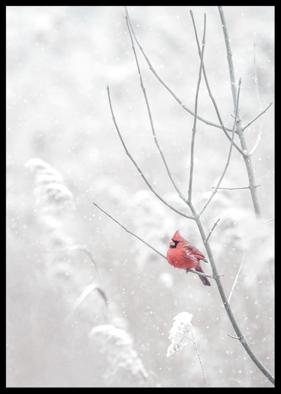 A bright red cardinal sits on a branch in a snow-covered landscape, creating a beautiful contrast against the still white of winter.-12