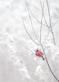 A bright red cardinal sits on a branch in a snow-covered landscape, creating a beautiful contrast against the still white of winter.-7