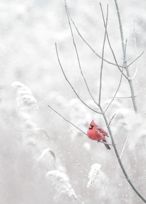 A bright red cardinal sits on a branch in a snow-covered landscape, creating a beautiful contrast against the still white of winter.-12