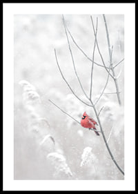 A bright red cardinal sits on a branch in a snow-covered landscape, creating a beautiful contrast against the still white of winter.-0