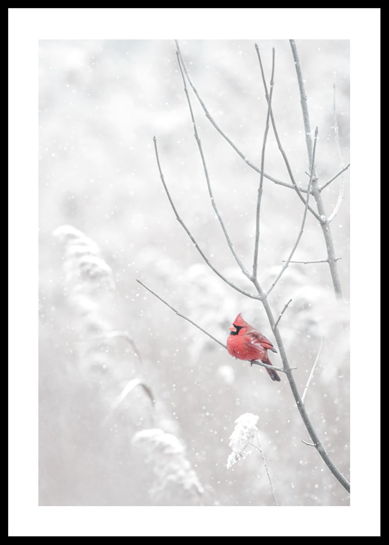 A bright red cardinal sits on a branch in a snow-covered landscape, creating a beautiful contrast against the still white of winter.-12