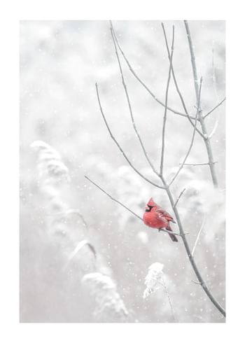 Affiche Winters Heartbeat