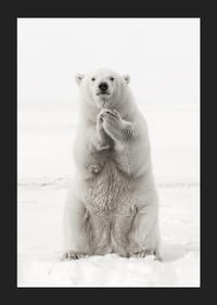 En ståtlig isbjörn står upprätt i det vita arktiska landskapet, som en symbol för styrka och naturens skönhet-5