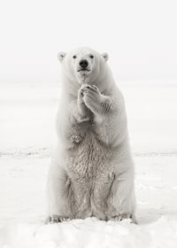 Ein majestätischer Eisbär steht aufrecht in der weißen arktischen Landschaft, als Symbol für Stärke und die Schönheit der Natur-7