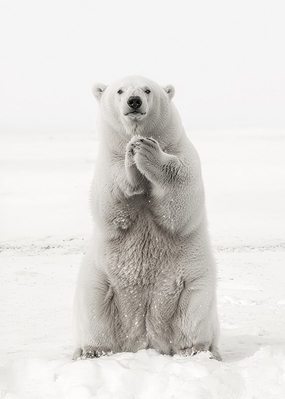Ein majestätischer Eisbär steht aufrecht in der weißen arktischen Landschaft, als Symbol für Stärke und die Schönheit der Natur-12