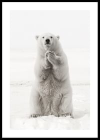 Un urs polar maiestuos stă în picioare în peisajul alb al Arctic, ca simbol al forței și al frumuseții naturii-0