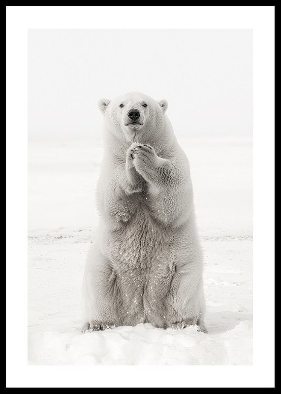 Un urs polar maiestuos stă în picioare în peisajul alb al Arctic, ca simbol al forței și al frumuseții naturii-12