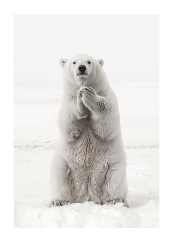 Plakat Winters Embrace
