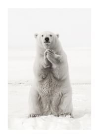 Un urs polar maiestuos stă în picioare în peisajul alb al Arctic, ca simbol al forței și al frumuseții naturii-1