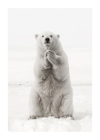 Póster Winters Embrace