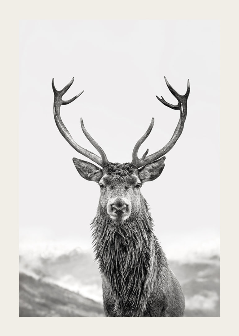 A proud deer with mighty antlers stands in its natural environment, symbolizing nature's timeless elegance and strength-12