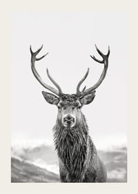 A proud deer with mighty antlers stands in its natural environment, symbolizing nature's timeless elegance and strength-3