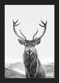A proud deer with mighty antlers stands in its natural environment, symbolizing nature's timeless elegance and strength-5