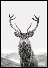 A proud deer with mighty antlers stands in its natural environment, symbolizing nature's timeless elegance and strength-6