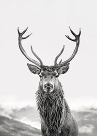 A proud deer with mighty antlers stands in its natural environment, symbolizing nature's timeless elegance and strength-7