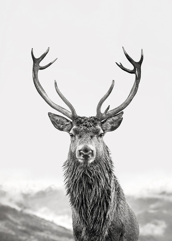 A proud deer with mighty antlers stands in its natural environment, symbolizing nature's timeless elegance and strength-12