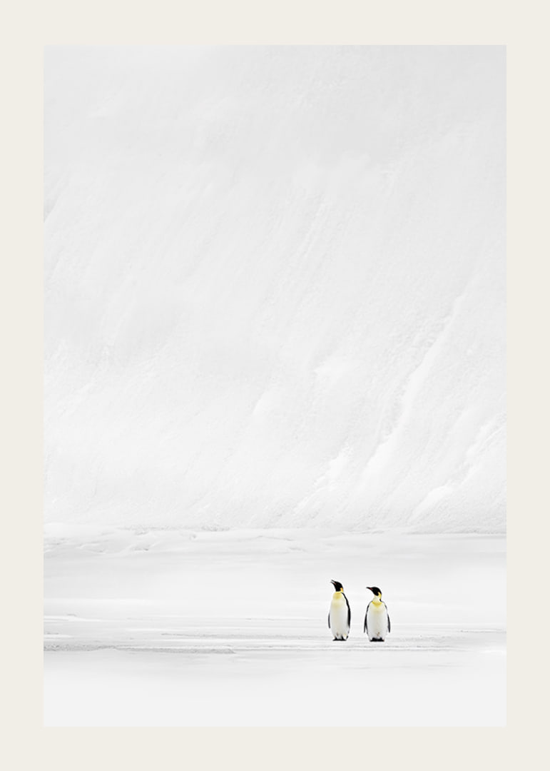 Zwei Pinguine stehen zusammen in einer endlosen, schneebedeckten Landschaft und vermitteln Stille und Zusammengehörigkeit-12