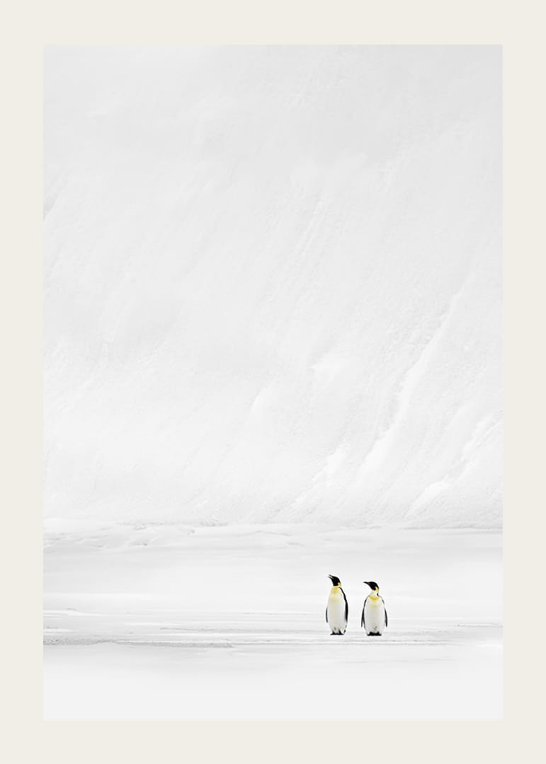 Två pingviner står tillsammans i ett oändligt, snöklätt landskap och förmedlar stillhet och samhörighet-12