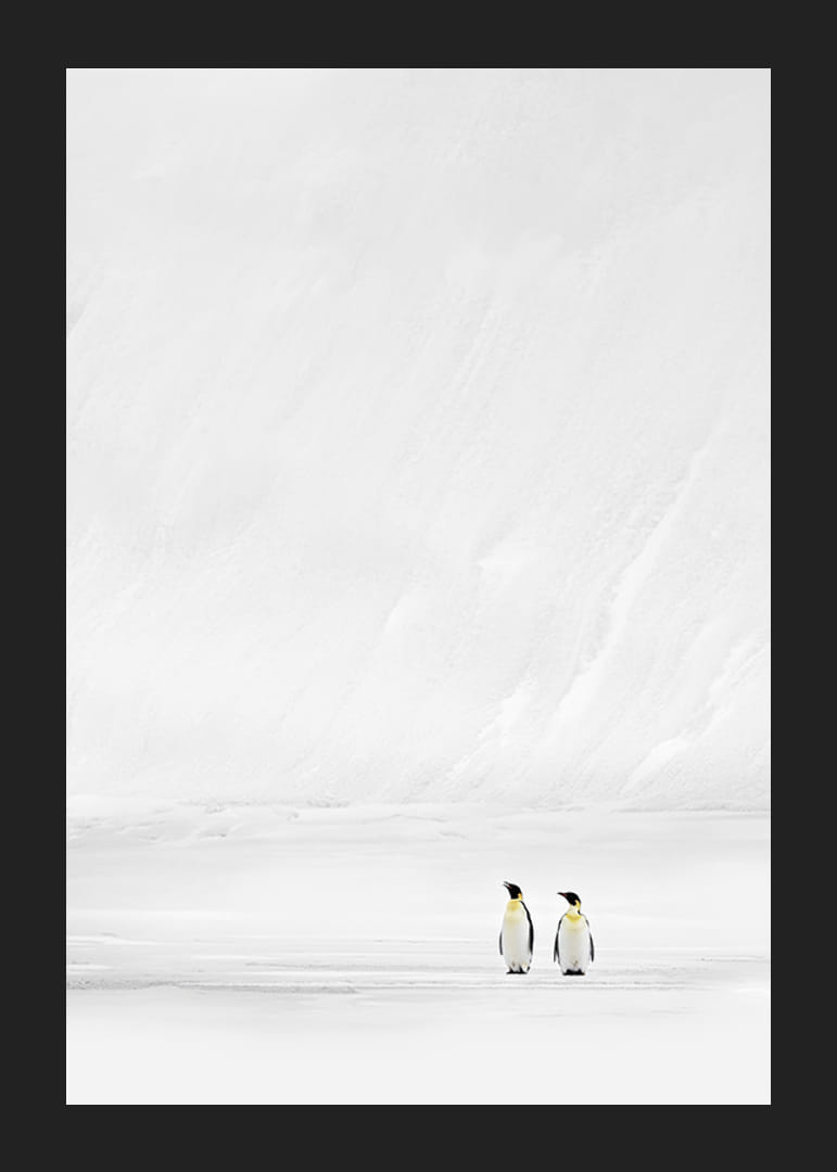 Två pingviner står tillsammans i ett oändligt, snöklätt landskap och förmedlar stillhet och samhörighet-12