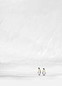 Zwei Pinguine stehen zusammen in einer endlosen, schneebedeckten Landschaft und vermitteln Stille und Zusammengehörigkeit-7