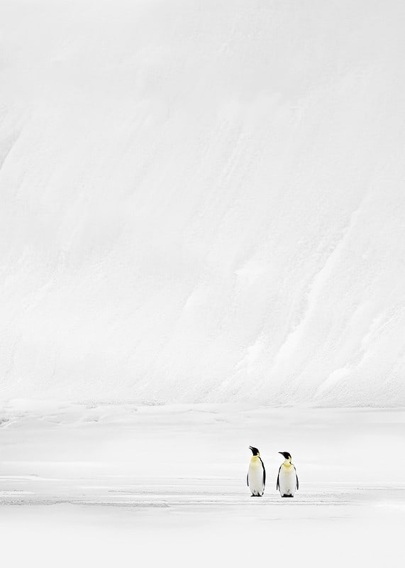 Zwei Pinguine stehen zusammen in einer endlosen, schneebedeckten Landschaft und vermitteln Stille und Zusammengehörigkeit-12