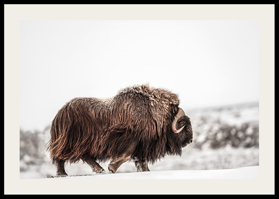 A majestic musk ox wanders through a snow-covered landscape, symbolizing arctic strength and endurance-12