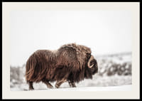 Un majestuoso buey almizclero deambula por un paisaje cubierto de nieve, simbolizando la fuerza y ​​la resistencia ártica.-2