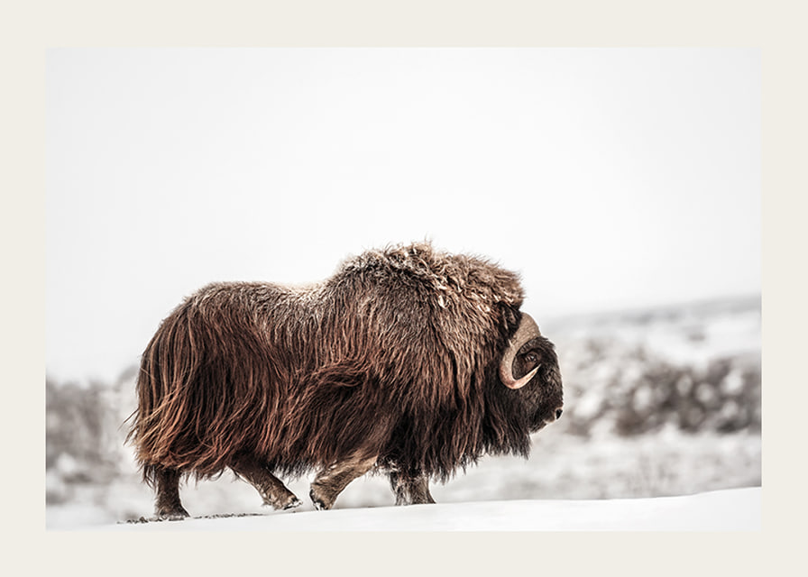 A majestic musk ox wanders through a snow-covered landscape, symbolizing arctic strength and endurance-12