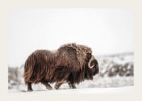 Un majestuoso buey almizclero deambula por un paisaje cubierto de nieve, simbolizando la fuerza y ​​la resistencia ártica.-3