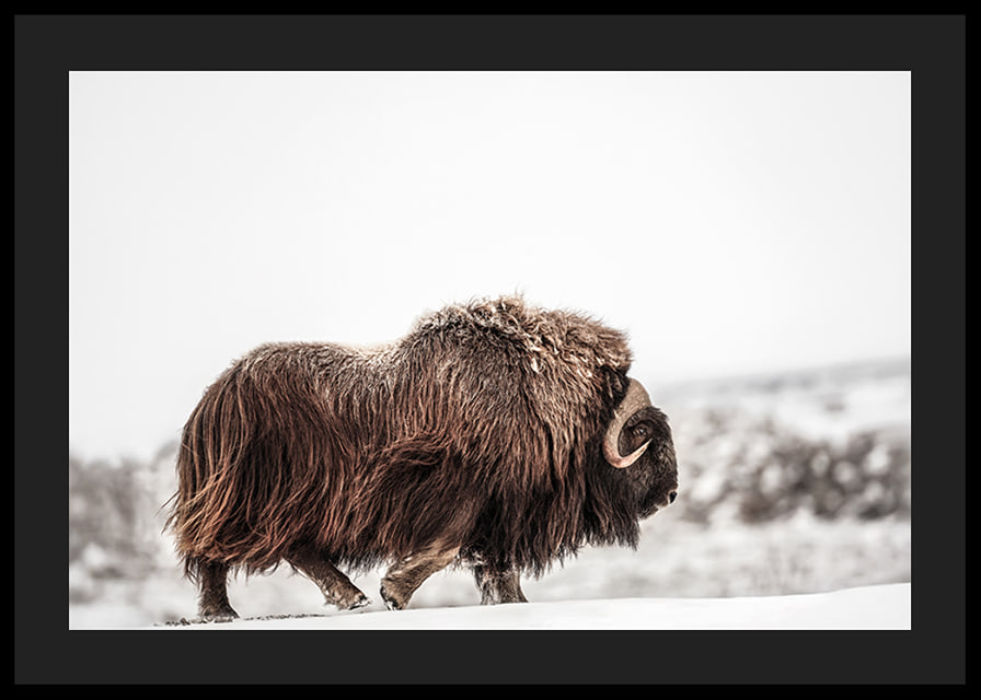 A majestic musk ox wanders through a snow-covered landscape, symbolizing arctic strength and endurance-12
