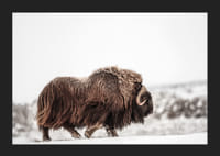 Un majestuoso buey almizclero deambula por un paisaje cubierto de nieve, simbolizando la fuerza y ​​la resistencia ártica.-5