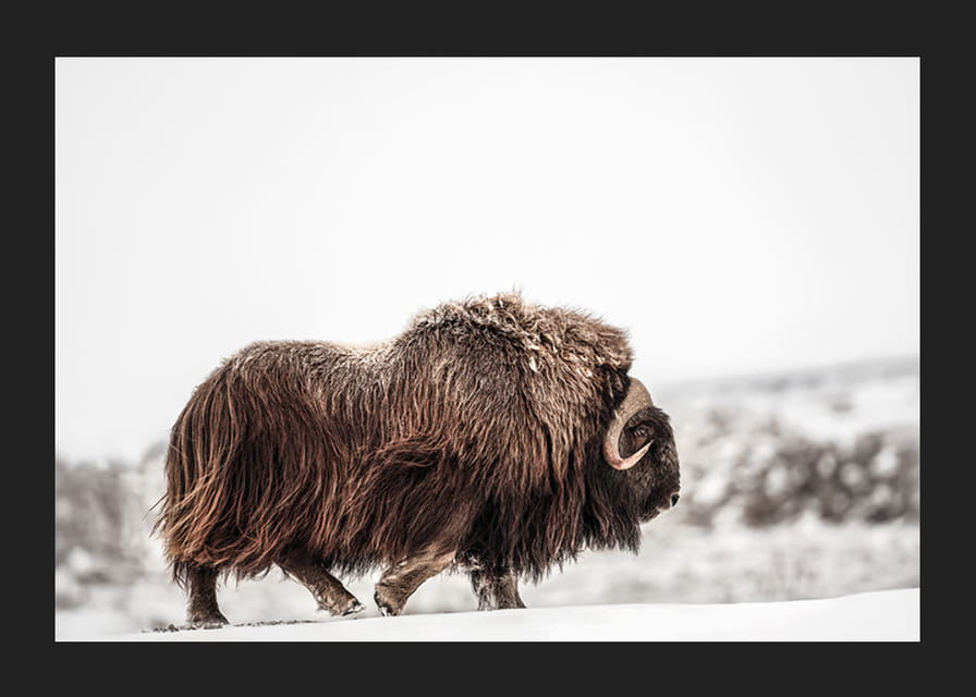 Un majestuoso buey almizclero deambula por un paisaje cubierto de nieve, simbolizando la fuerza y ​​la resistencia ártica.-12