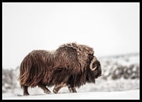 A majestic musk ox wanders through a snow-covered landscape, symbolizing arctic strength and endurance-6