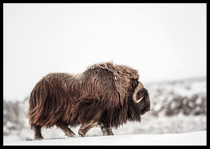 A majestic musk ox wanders through a snow-covered landscape, symbolizing arctic strength and endurance-12