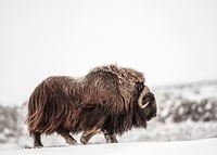 A majestic musk ox wanders through a snow-covered landscape, symbolizing arctic strength and endurance-7