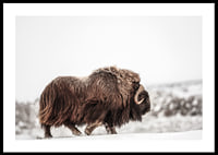 A majestic musk ox wanders through a snow-covered landscape, symbolizing arctic strength and endurance-0