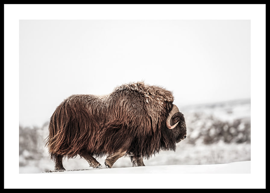 A majestic musk ox wanders through a snow-covered landscape, symbolizing arctic strength and endurance-12